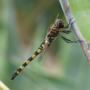 Ringed Cascader - Zygonyx torridus4 © John Muddeman
